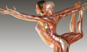 anatomia pilates