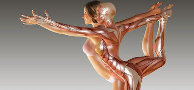 anatomia pilates